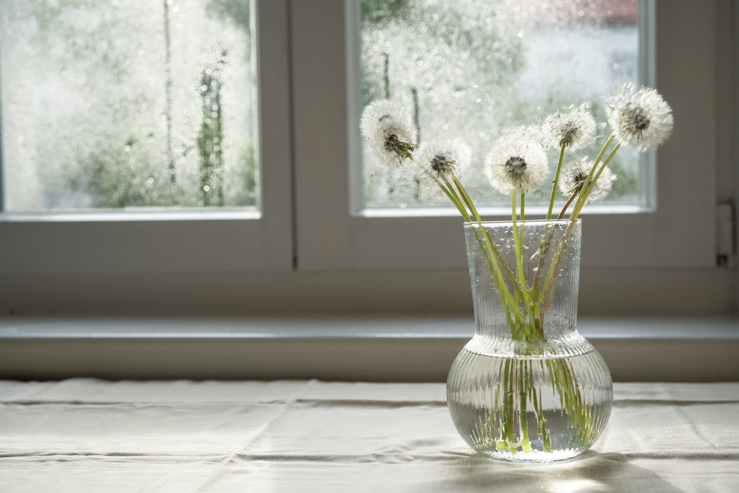 White dandelions in glass vase on the window